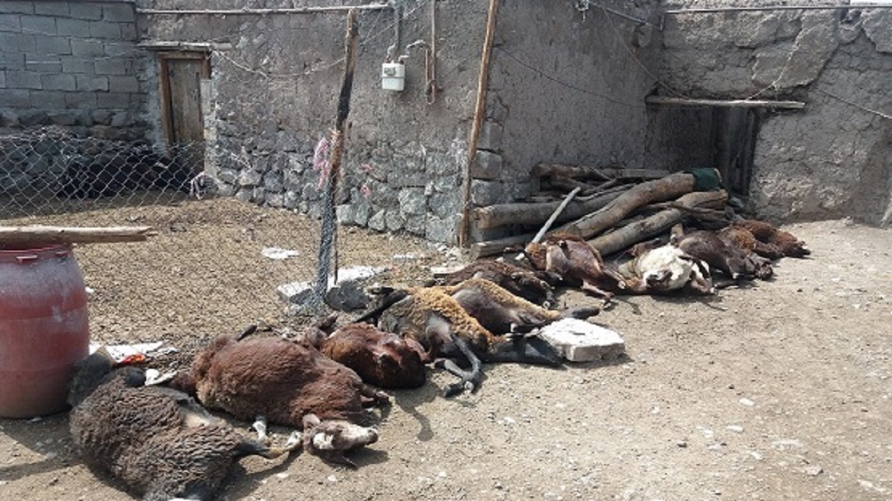تلف شدن ۲۰ راس گوسفند در روستای بیجند سراب