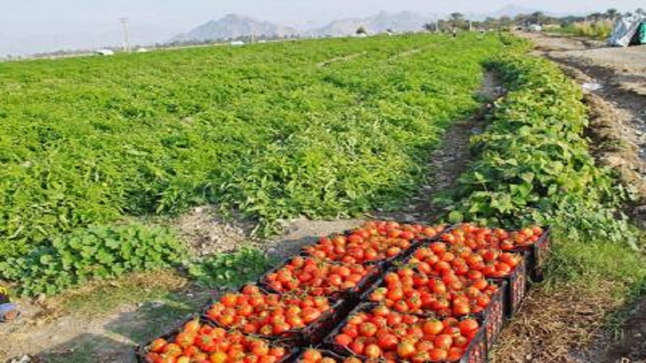 کشت گوجه‌فرنگی در ۲۰۰هکتار از زمین‌های کشاورزی شهرستان فنوج
