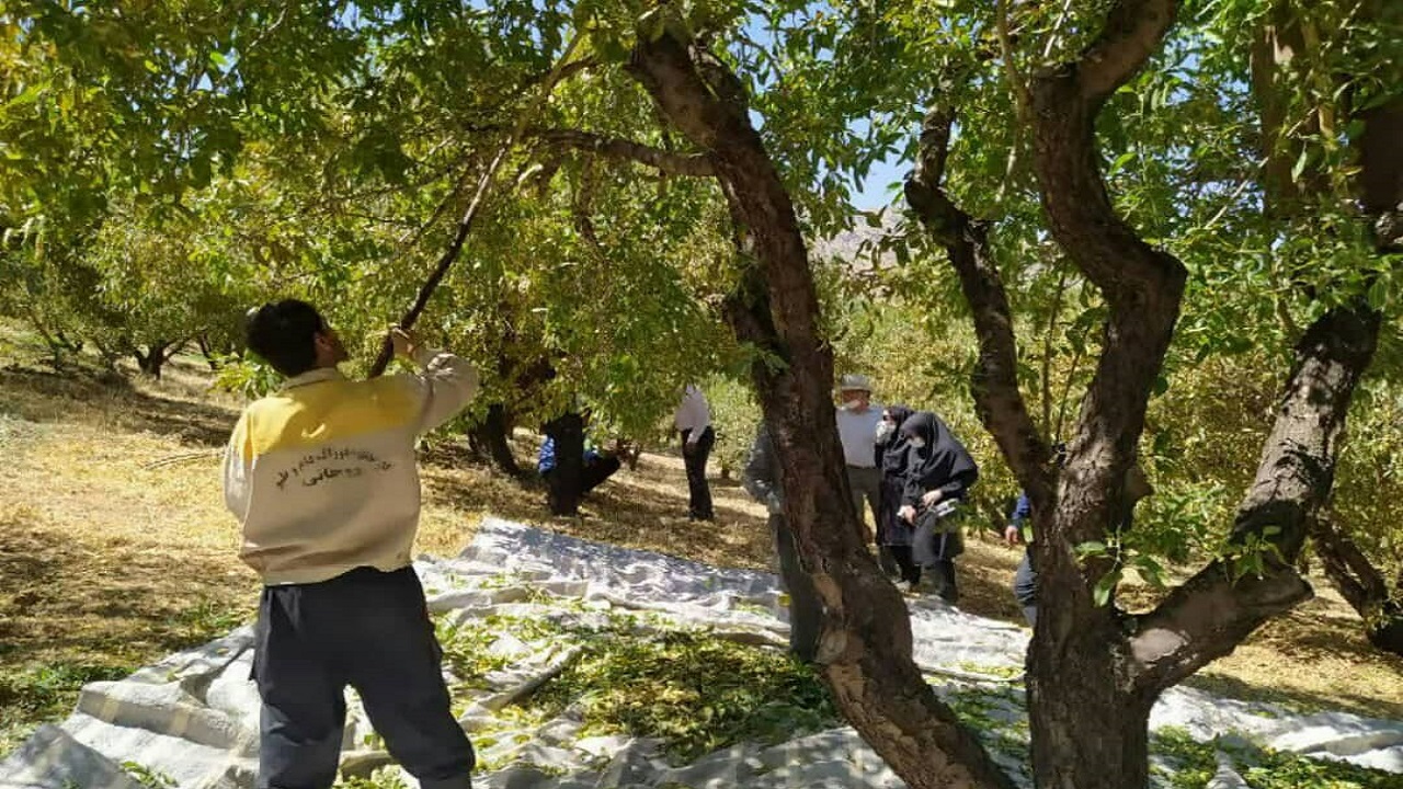 کیل گیری بادام در شهرستان سامان انجام شد