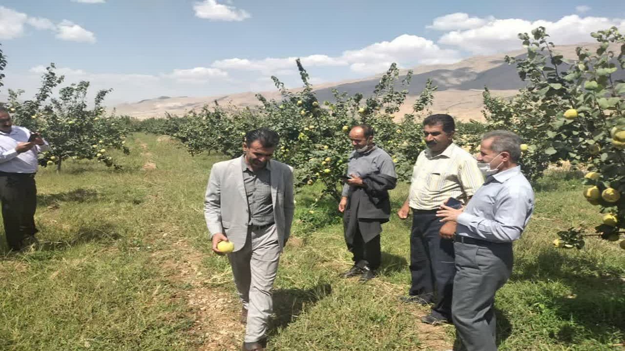برداشت سالانه ۳ هزار و ۳۰۰ تن محصولات باغی در خانمیرزا