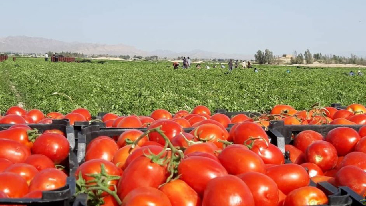 اجرای مرحله دوم طرح خرید حمایتی گوجه فرنگی در فارس