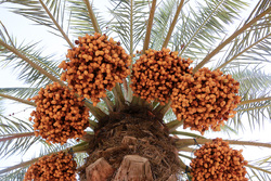 برداشت برنج - لنجان