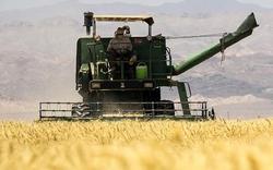 خرید گندم