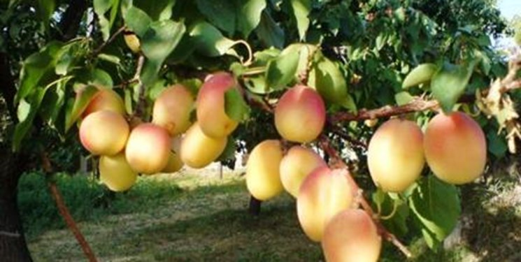 میشخاص، خوش مزه&zwnj;ترین روستای استان ایلام/ زردآلو&zwnj;هایی که توریست جذب می&zwnj;کنند
