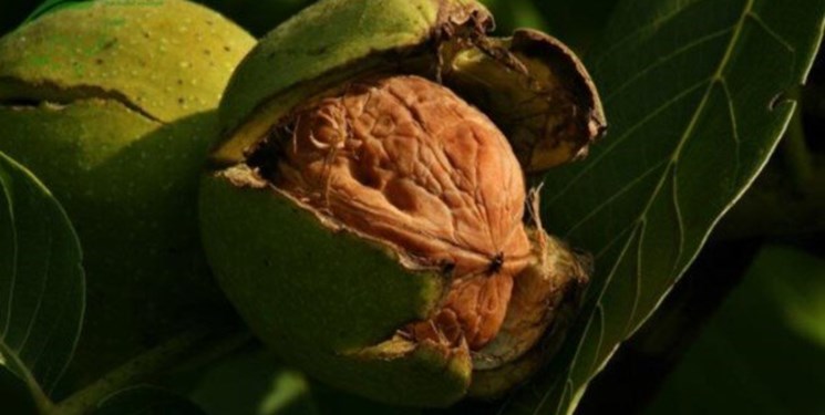 میشخاص، خوش مزه&zwnj;ترین روستای استان ایلام/ زردآلو&zwnj;هایی که توریست جذب می&zwnj;کنند