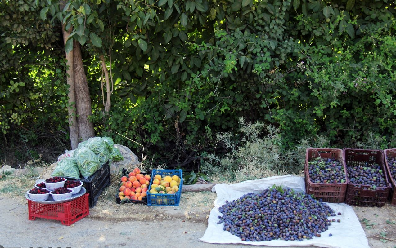میشخاص، خوش مزه&zwnj;ترین روستای استان ایلام/ زردآلو&zwnj;هایی که توریست جذب می&zwnj;کنند