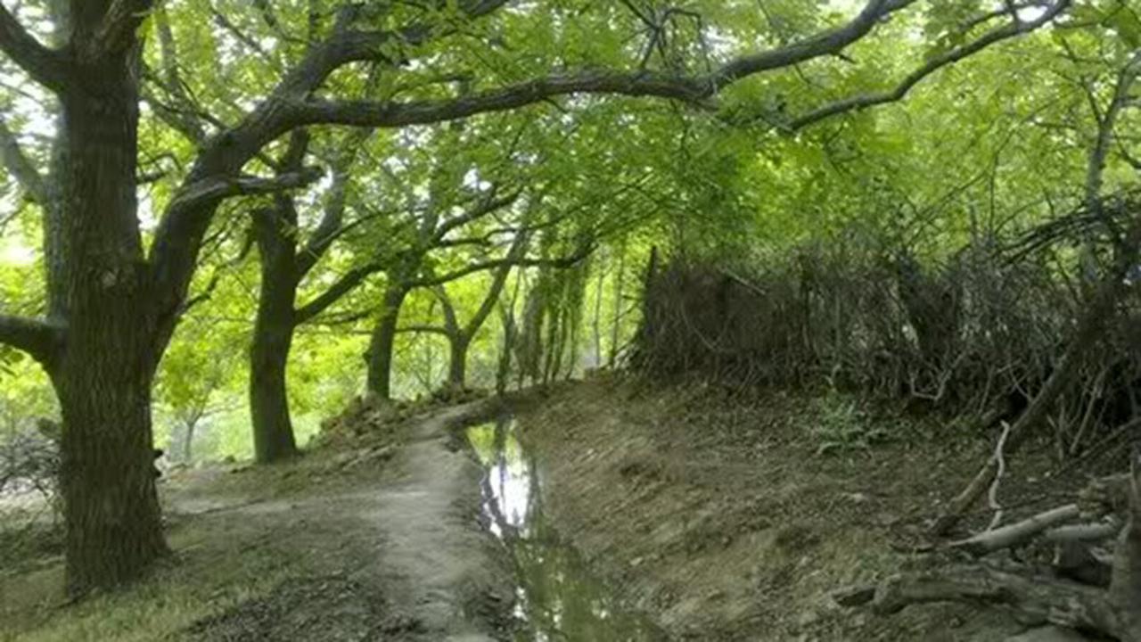 میشخاص، خوش مزه‌ترین روستای استان ایلام/ زردآلو‌هایی که توریست جذب می‌کنند