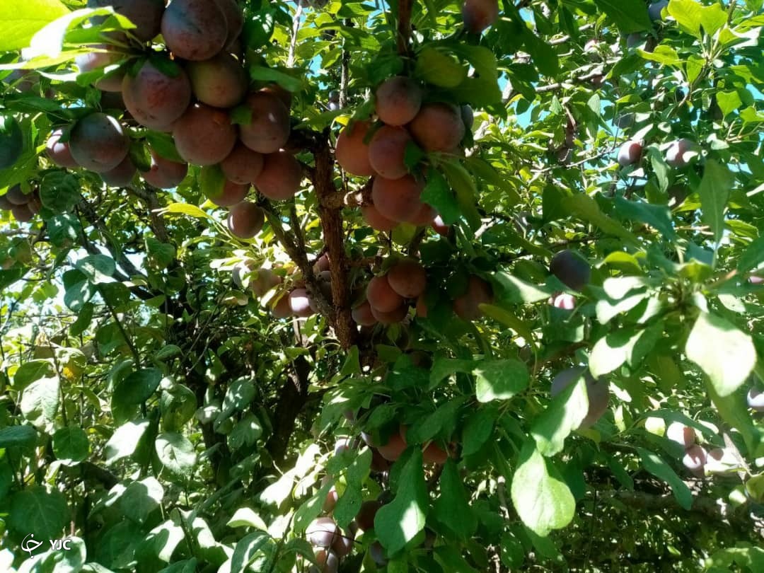 کدکن قطب تولید آلو و آلوچه خراسان رضوی/منتشرنشود