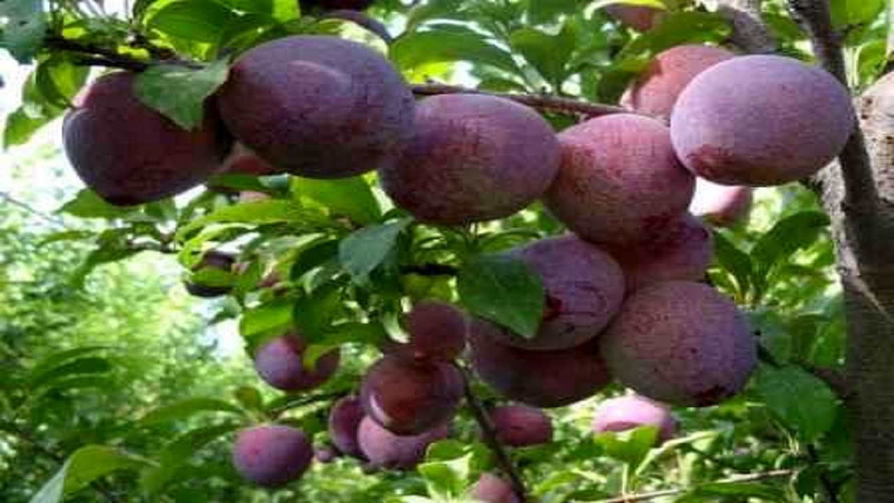 لذت چشیدن طعم های ترش و شیرین آلو در باغ های آلوی کدکن+تصاویر