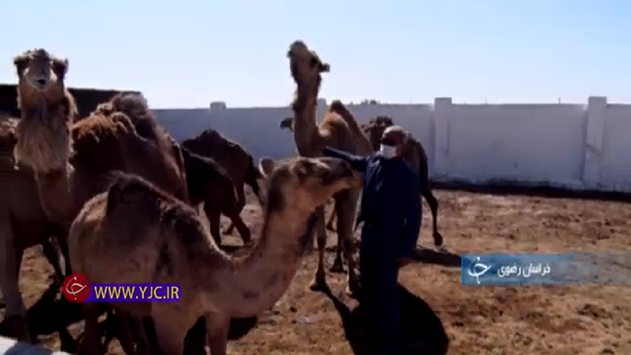 پرورش شتر،سرمایه گذاری آینده نگرانه+فیلم