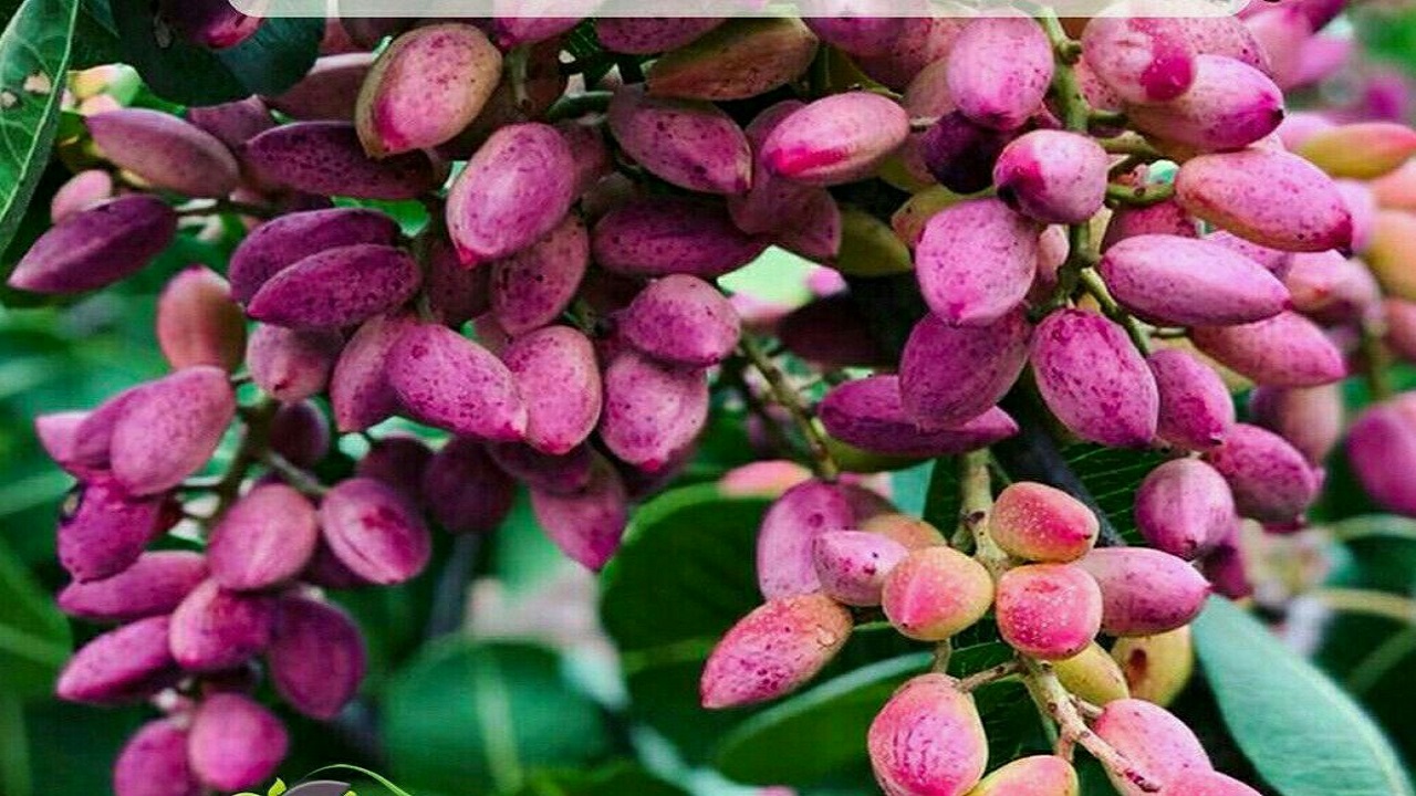آغاز برداشت پسته در بویین زهرا