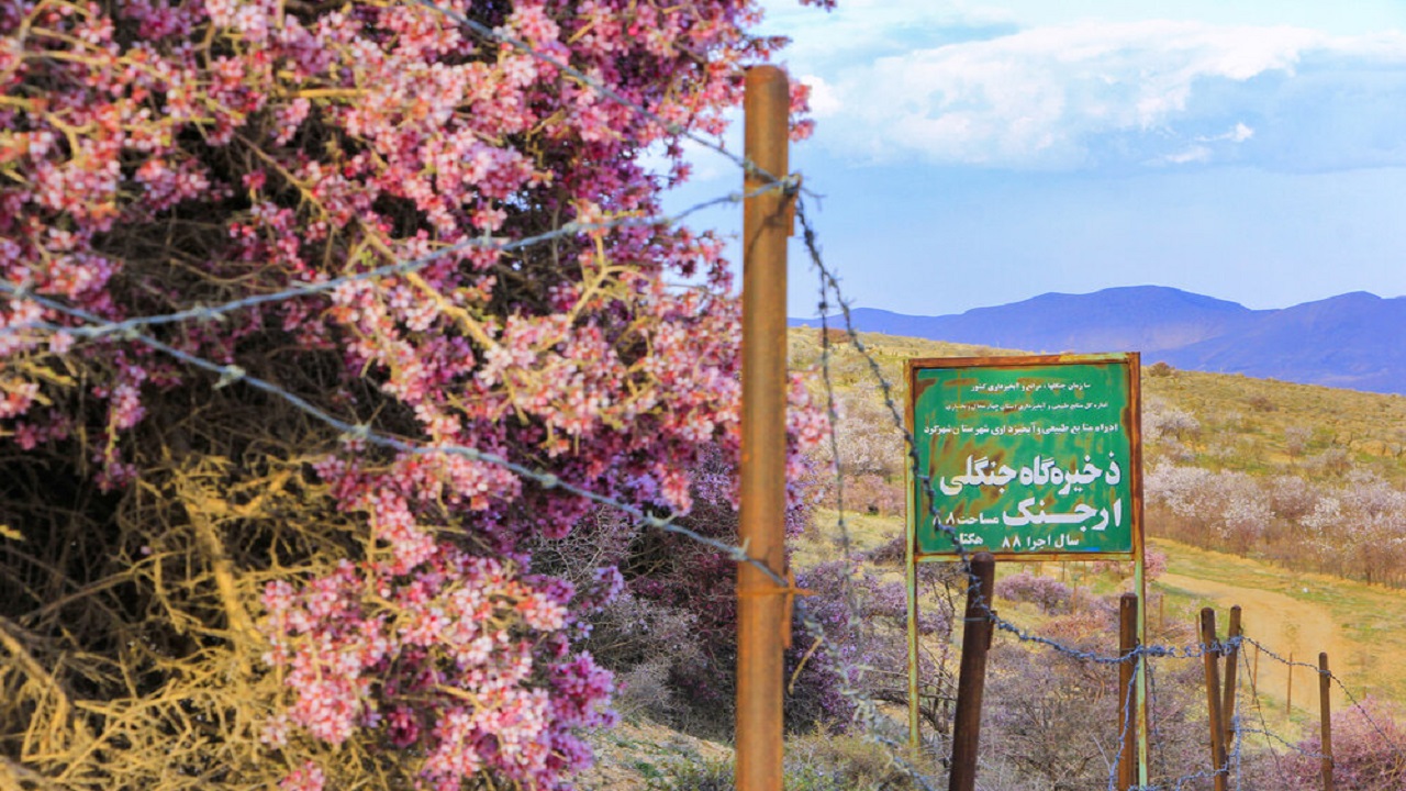 گونه‌های بادام در خطر نابودی است/ جنگل‌های ارژن قربانی واگذاری