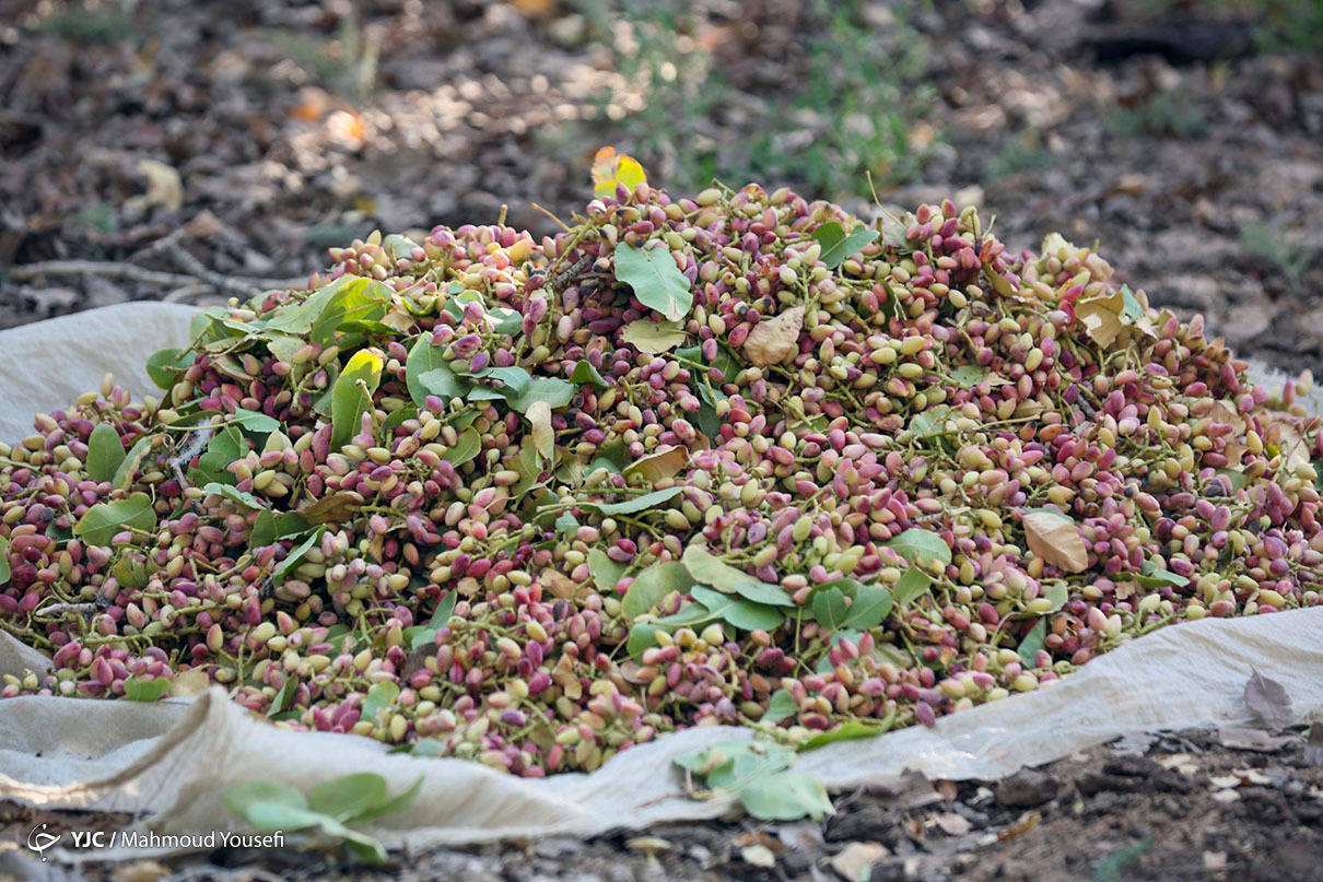 خسارت گرمازدگی به ارقام تجاری پسته