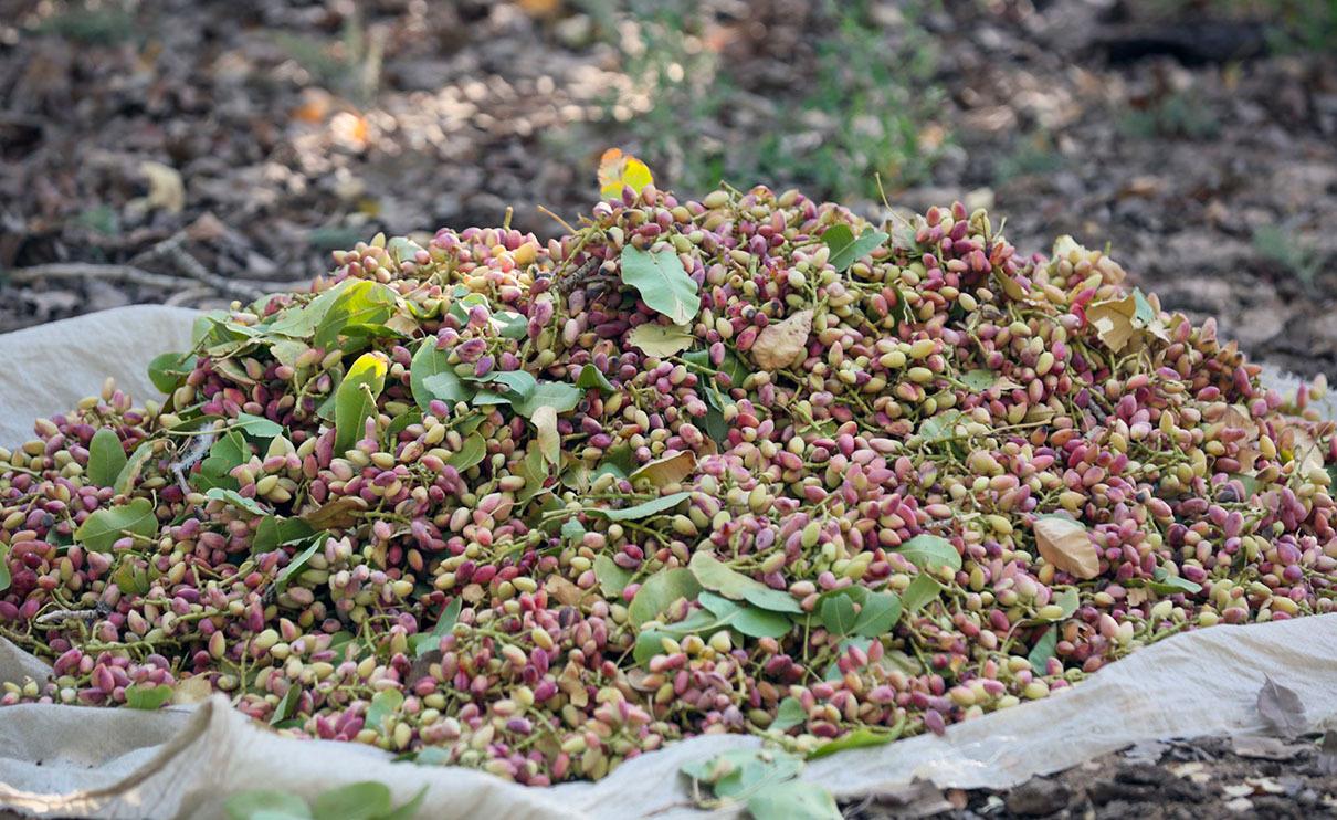 خسارات گرمازدگی به ارقام تجاری پسته