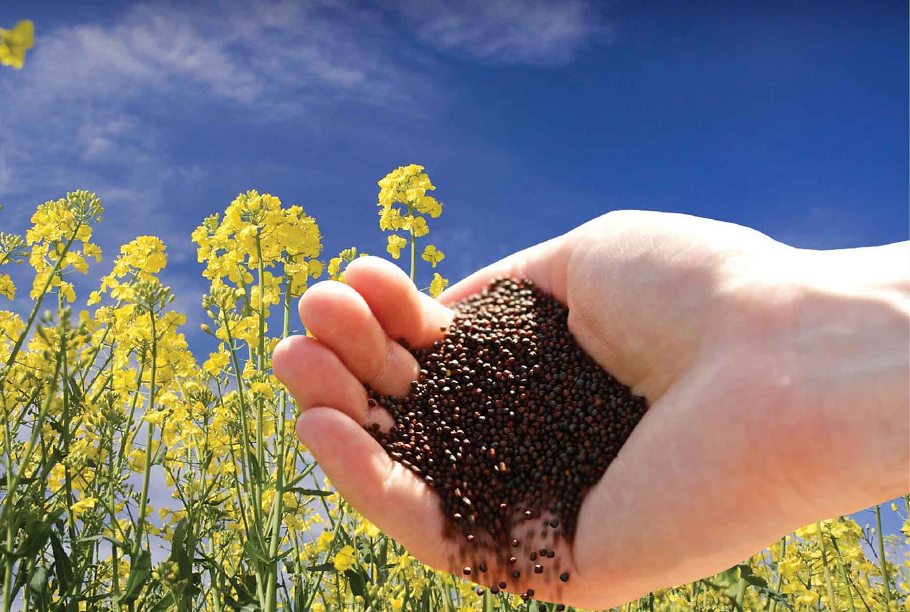 توزیع ۳۰ تن بذر کلزا در آذربایجان شرقی