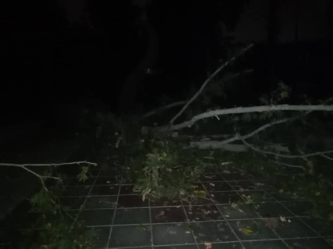 وزش باد درختان کرج را شکست