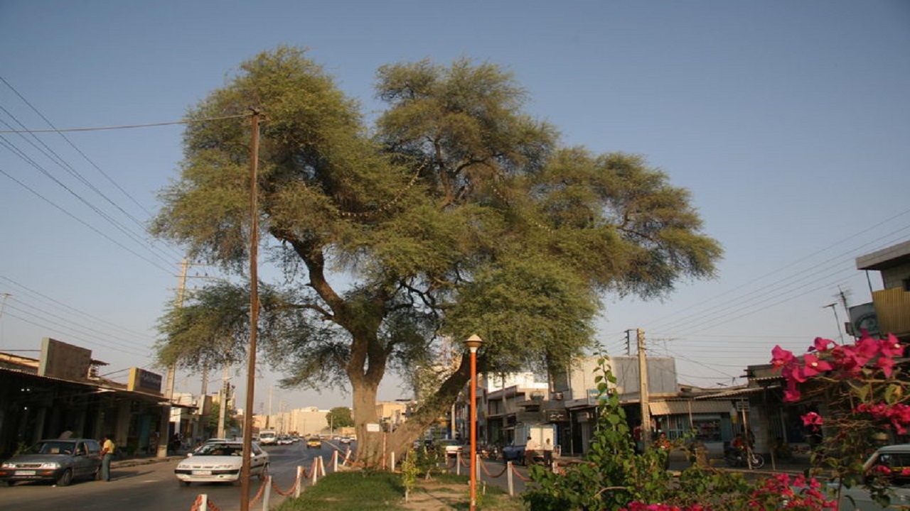 ۵ درخت قدیمی بوشهر در فهرست آثار ملی جای گرفت