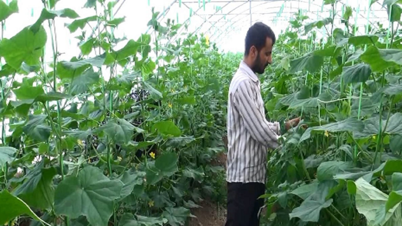 ثبت اسامی ۶۶ هزار بهره‌بردار چهارمحال و بختیاری در سامانه جامع اطلاعات کشاورزی