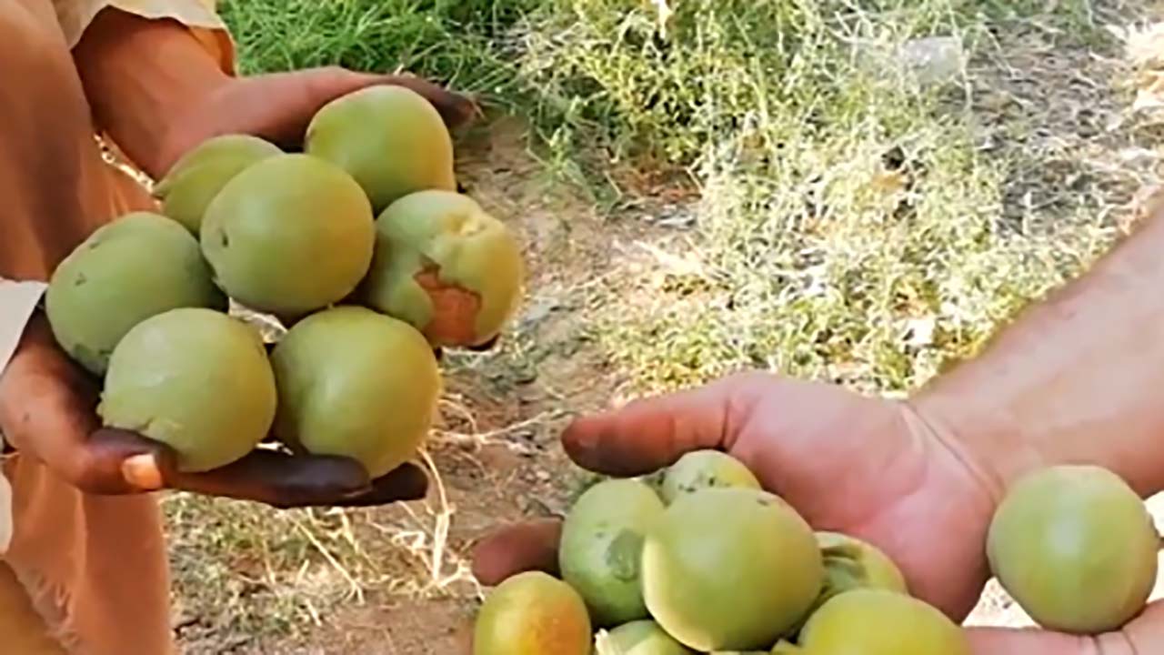 آغاز برداشت گردو در کاشمر + فیلم