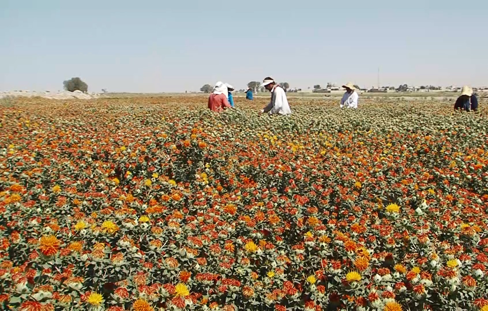 آغاز برداشت گلرنگ از مزارع استان مرکزی