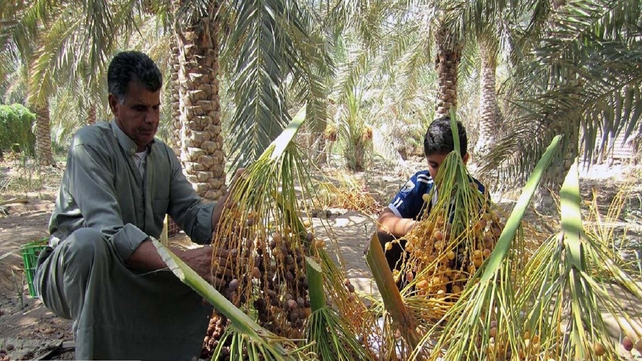 برداشت۶ هزار و ۵۰۰ تن خرما از نخلستان‌های خرمشهر