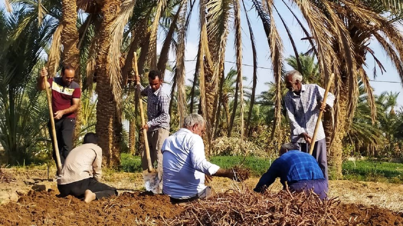 آغازبرداشت روناس در بافق
