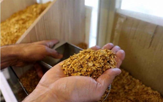 بوجاری و ضدعفونی بذر گندم و جو قبل از کاشت ضروری است/کشاورزان برای کشت گندم ، از بذر اصلاح شده استفاده کنند