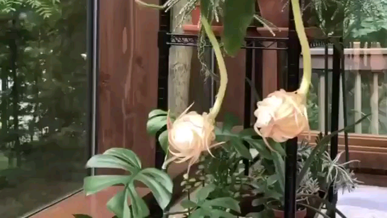 گلی که با روشن شدن هوا به خواب می‌رود