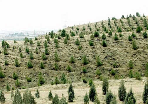 ایجاد ۲هزار و ۶۷۲ هکتار جنگل دست کاشت در گچساران