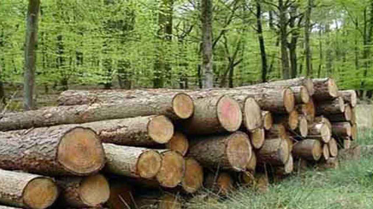 کشف ۳۵ تن چوب جنگلی قاچاق در نور
