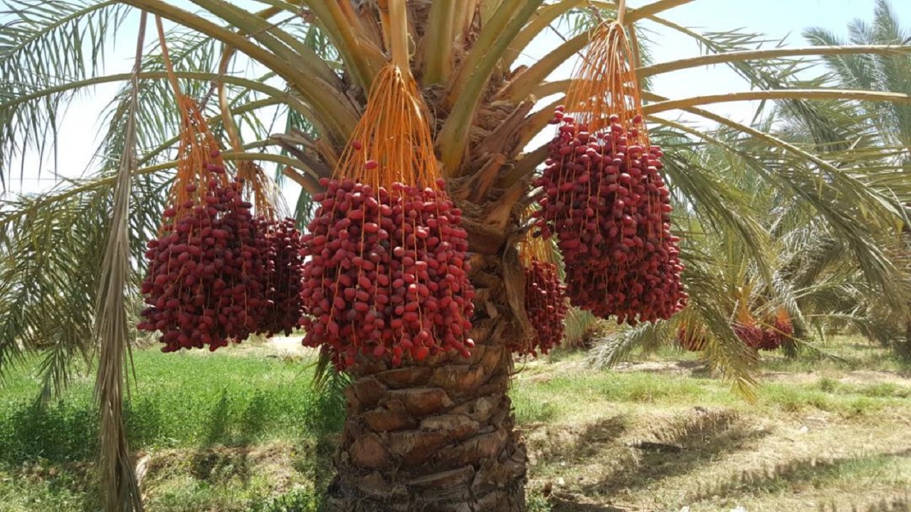 پنج سردخانه تعاون روستایی سیستان و بلوچستان برای ذخیره خرما اختصاص یافت