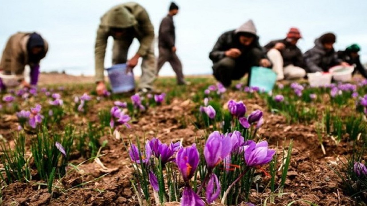 پرداخت کامل مطالبات زعفرانکاران در تایباد