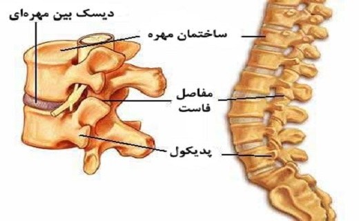ساختار ستون فقرات ساختار ستون فقرات