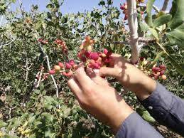 برداشت پسته در رفسنجان