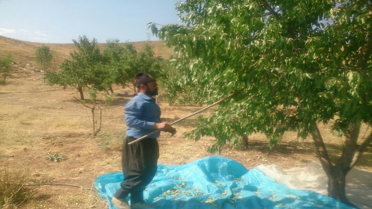 انجام کیل گیری باغات بادام دیم شهرستان شهرکرد