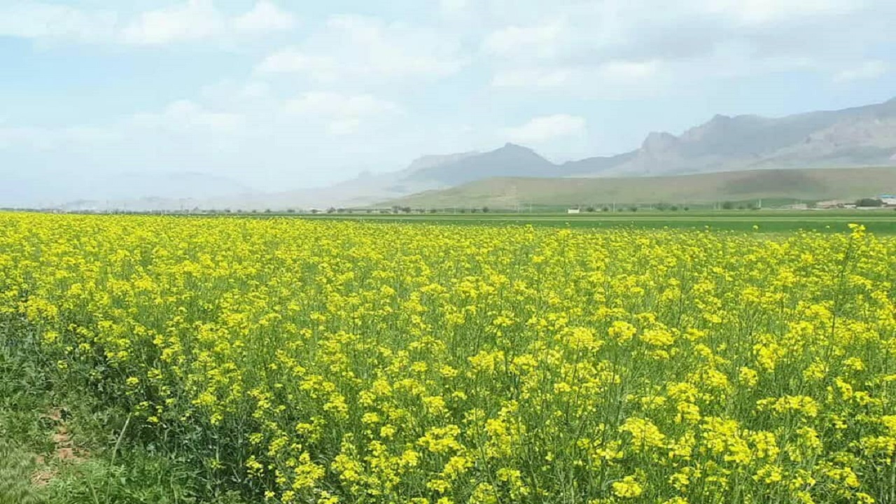کشت پاییزه کلزا در کیار آغاز شد