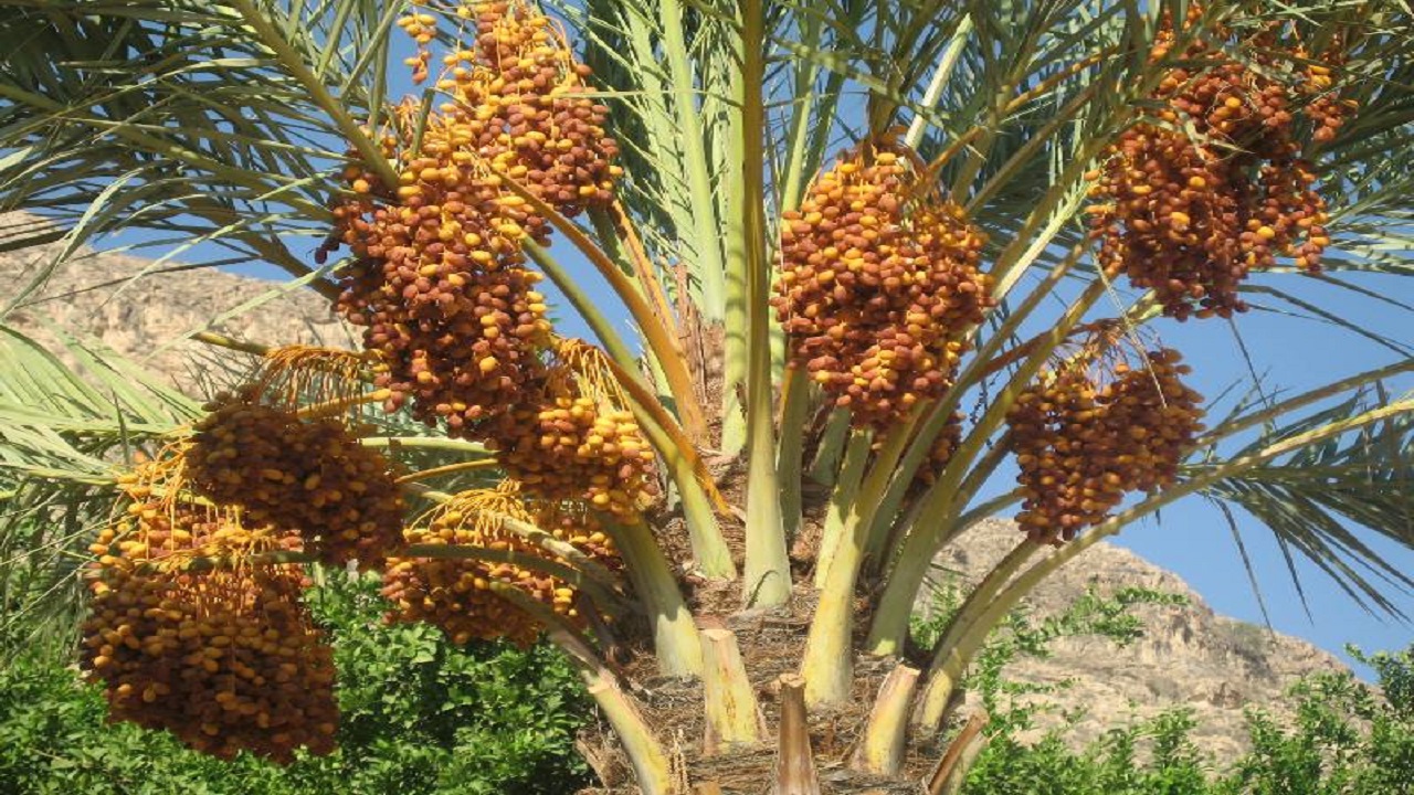 هر آنچه درباره درخت مقدس جنوبی‌ها باید بدانید