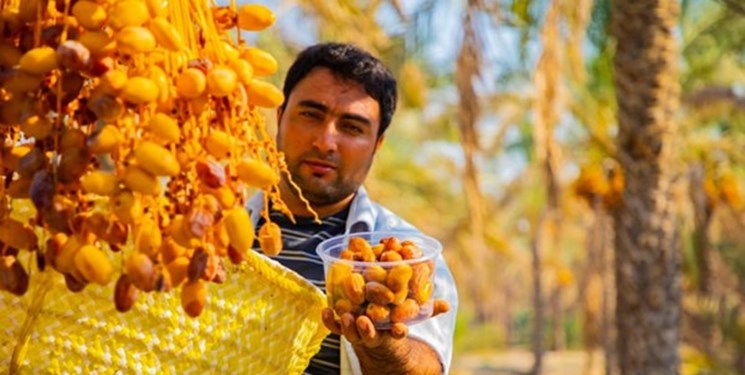 هر آنچه درباره درخت مقدس جنوبی ها باید بدانید