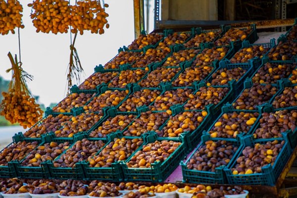 هر آنچه درباره درخت مقدس جنوبی ها باید بدانید