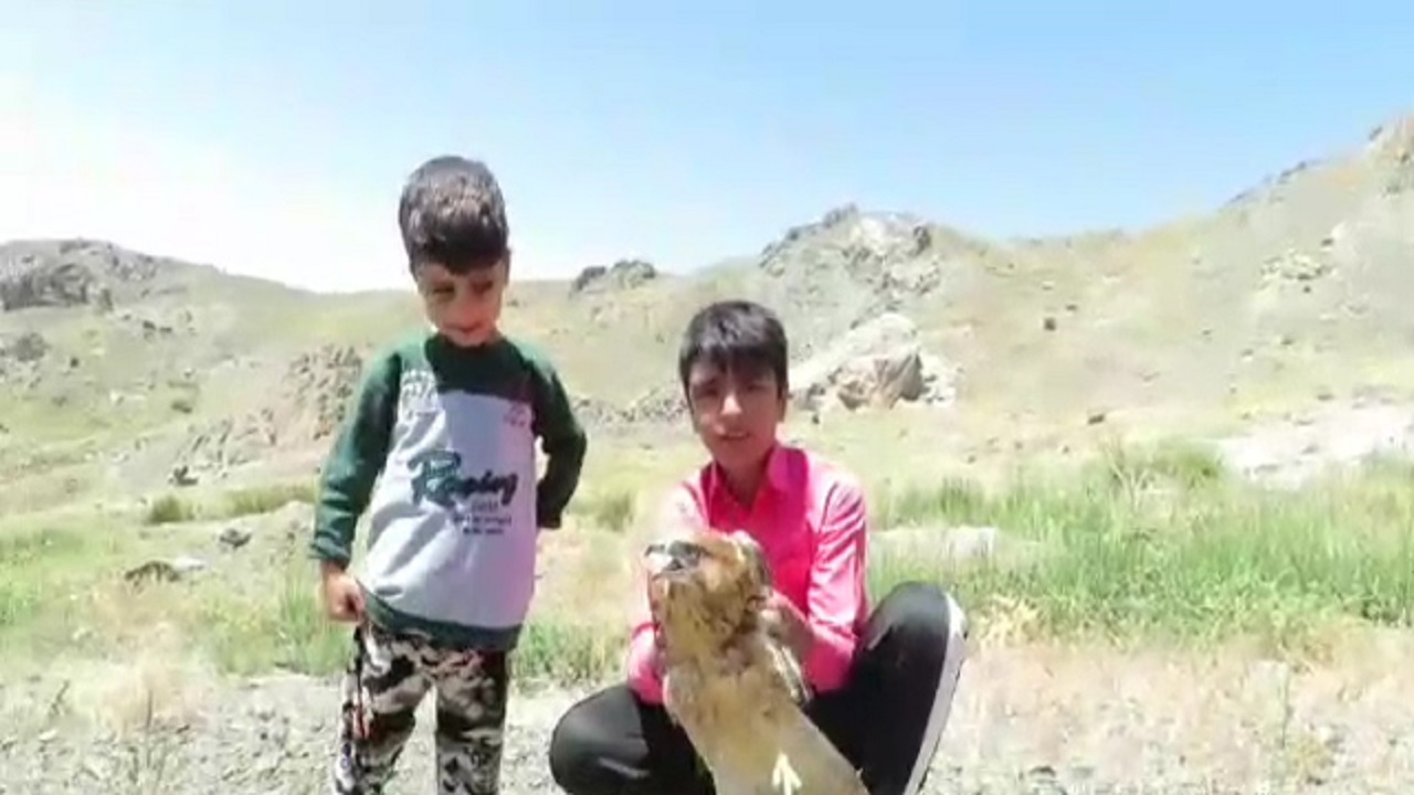 رهاسازی عقاب سارگپه به آغوش طبیعت در زاوه + فیلم