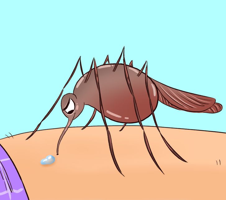 نیش پشه دقیقاً با بدن مان چکار می&zwnj;کند؟ + راهکار