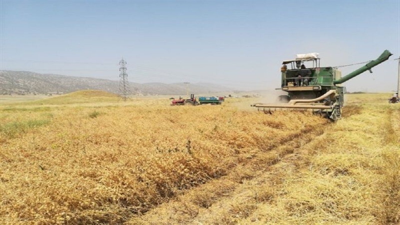 پیش بینی برداشت ۲۵۰ تن نخود از مزارع خراسان جنوبی