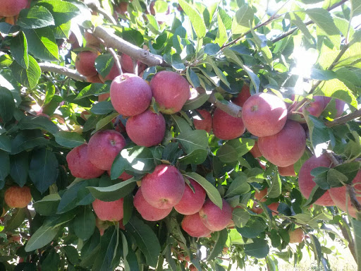 کار آفرینی جوان مراغه‌ای با تولید میوه