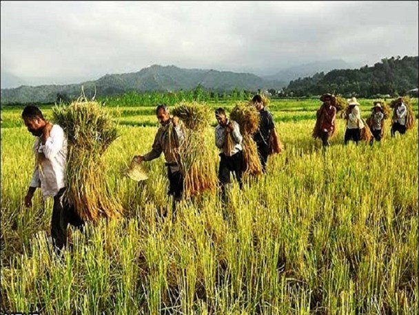 کشاورزان باید بیمه حوادث داشته باشند