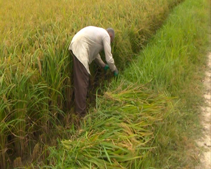 برنج، قصه پر غصه از مزرعه تا سفره شالیکاران گیلان برنج، قصه پر غصه از مزرعه تا سفره شالیکاران گیلان