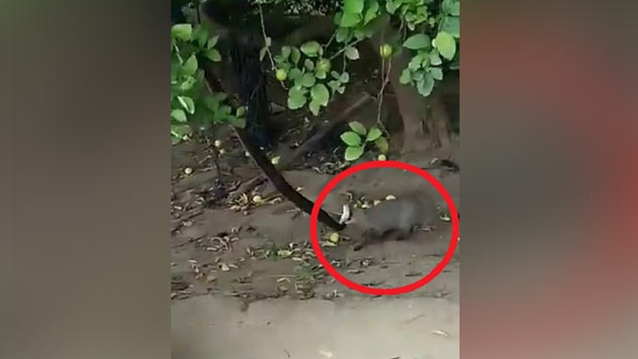جهش خدنگ برای شکار مار غول پیکر از روی درخت!