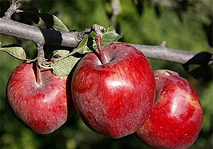 اختصاص بیش از ۶ هزار هکتار از باغ&zwnj;های مهاباد به سیب درختی