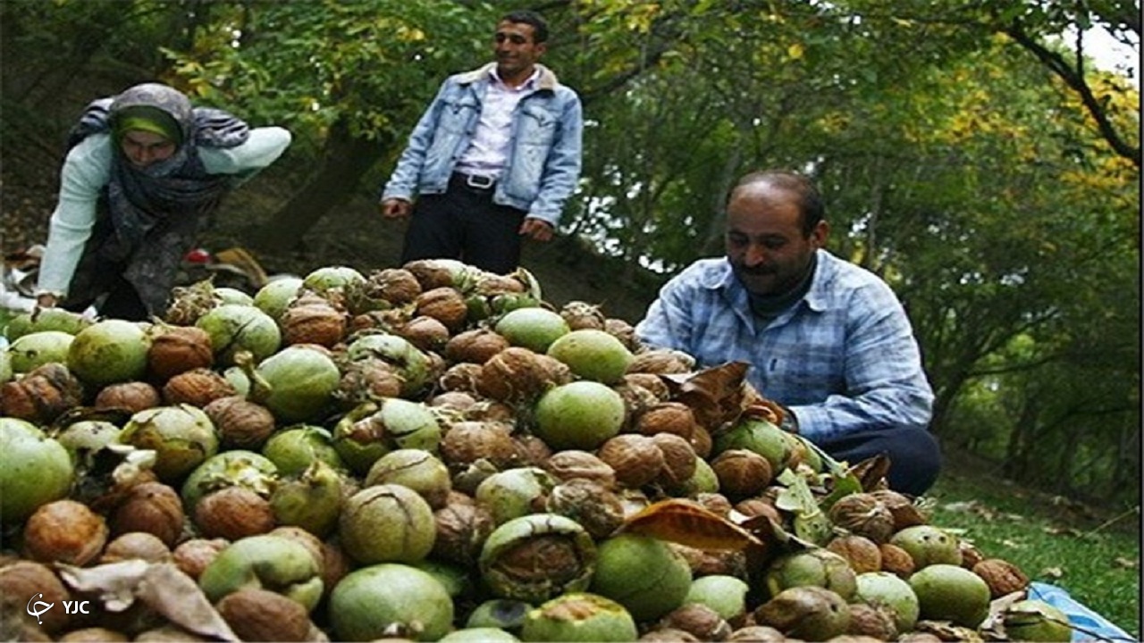 آغاز برداشت گردو از باغات آذربایجان غربی/ پیش بینی تولید بیش از ۸ هزار تن محصول