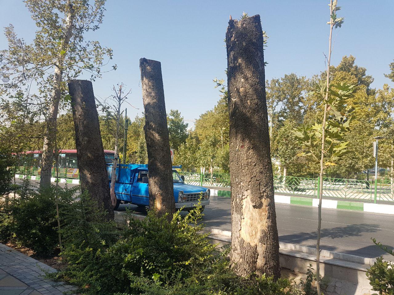 جای درختانی که به علت خشکیدگی قطع شده بودند، با سیمان پُر شد