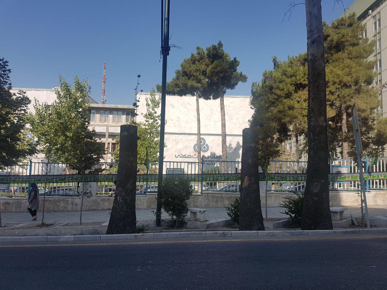 جای درختانی که به علت خشکیدگی قطع شده بودند، با سیمان پُر شد